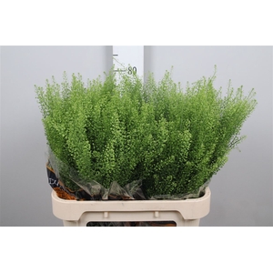 Lep Ru Green Bell (x50)