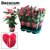 Anthurium Maine 17cm