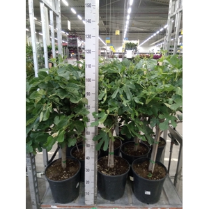Ficus carica