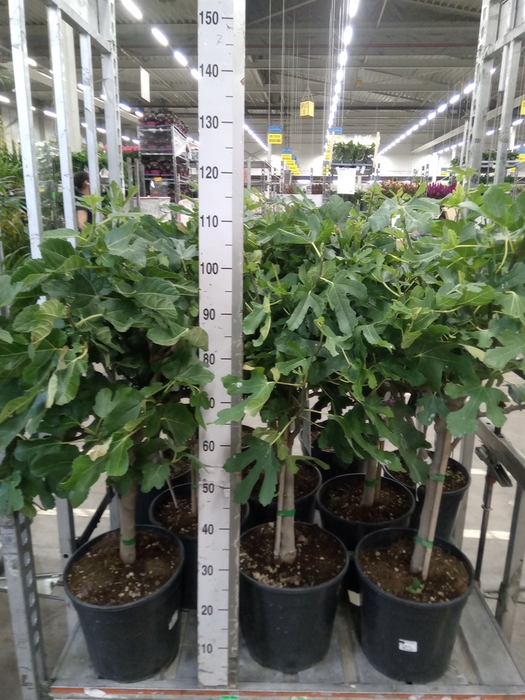 <h4>Ficus carica</h4>