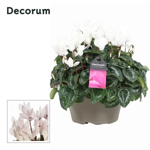 Cyclaam Garden Wit Schaal Taupe (Decorum)