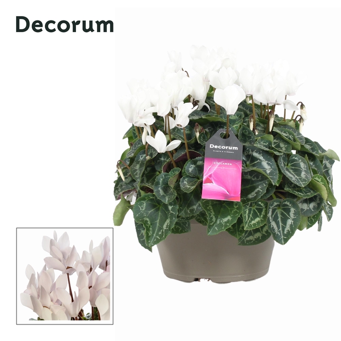 <h4>Cyclaam Garden Wit Schaal Taupe (Decorum)</h4>