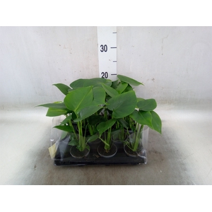 Monstera delic.
