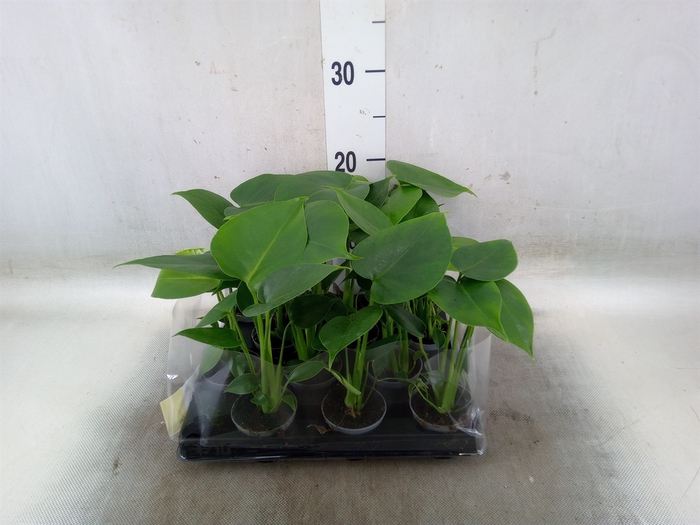<h4>Monstera delic.</h4>