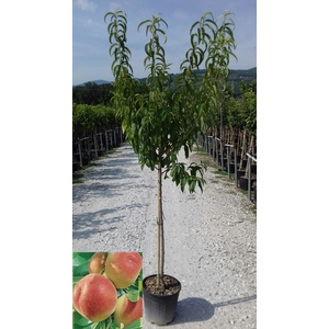 Prunus persica