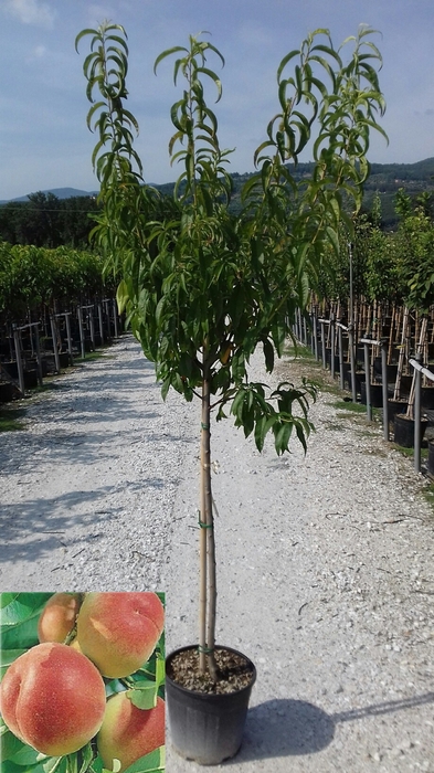 <h4>Prunus persica</h4>