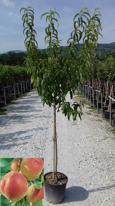 <h4>Prunus persica</h4>