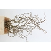 CORYLUS AV CONTORTA 2 JARIG