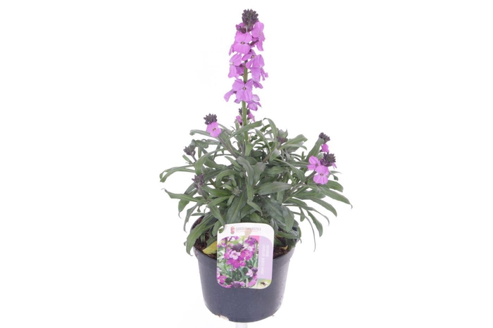 <h4>Erysimum lin. Bowles Mauve</h4>