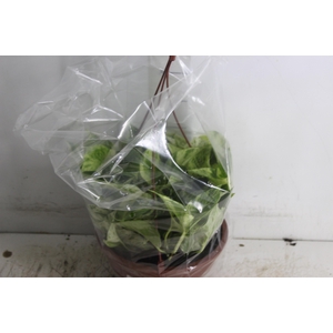 JIBOIA BRANCO PEND C21 PENDENTE