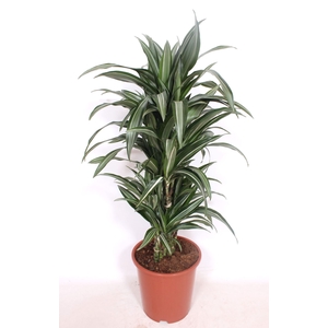 Dracaena Ulises