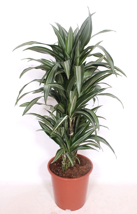 <h4>Dracaena Ulises</h4>