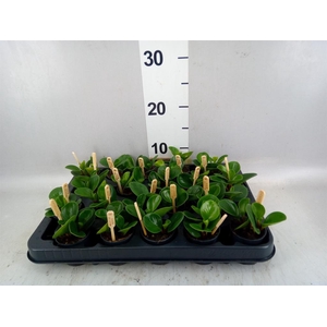 Peperomia obt. 'Green Gold'