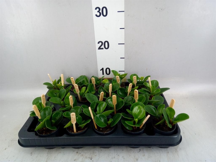 <h4>Peperomia obt. 'Green Gold'</h4>