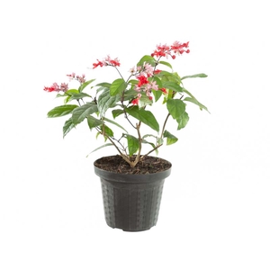 LAGRIMA DE CRISTO P20