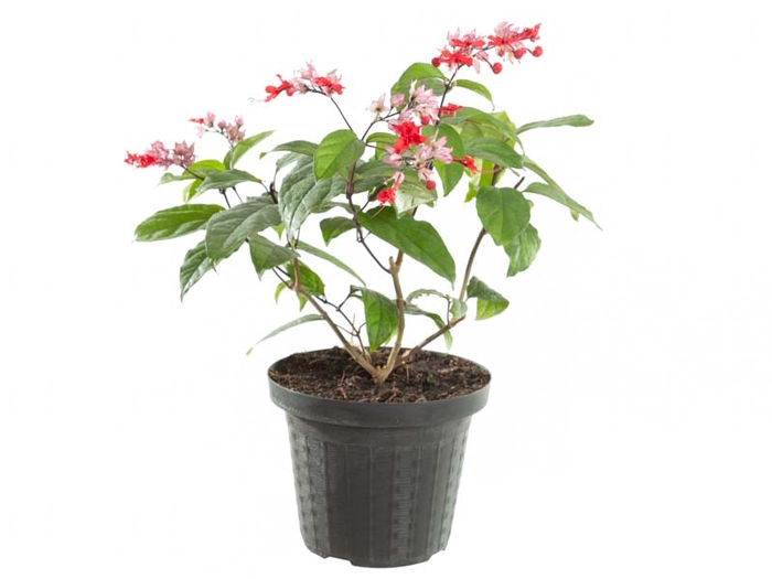 <h4>LAGRIMA DE CRISTO P20</h4>