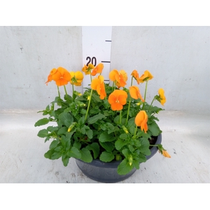 Viola corn. 'Sorbet XP Orange'