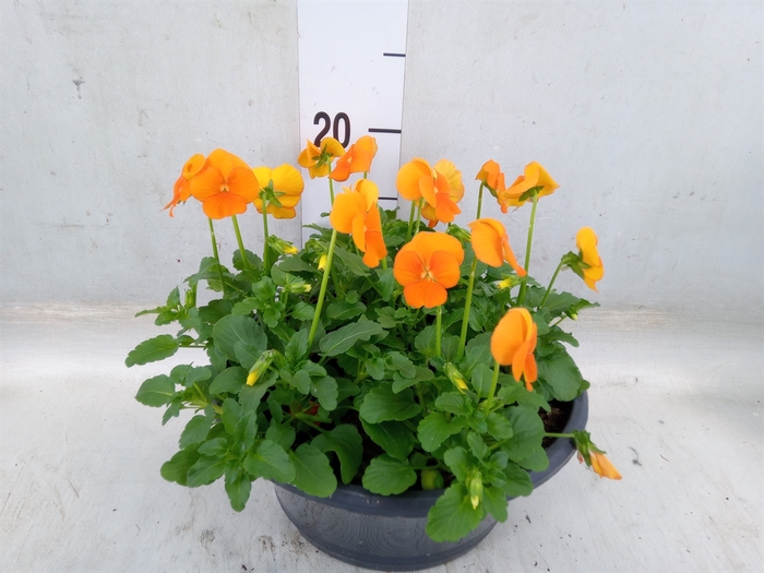 <h4>Viola corn. 'Sorbet XP Orange'</h4>