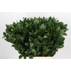 Ruscus aculeatus   ...groot blad