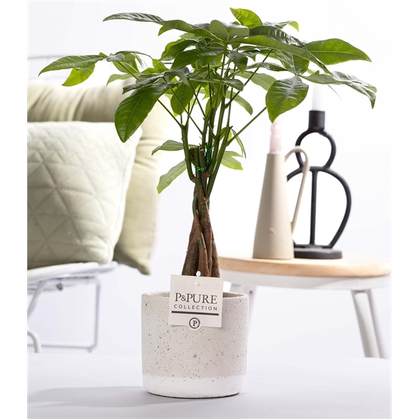 <h4>Pachira Aquatica in P&PURE Jade pottery</h4>
