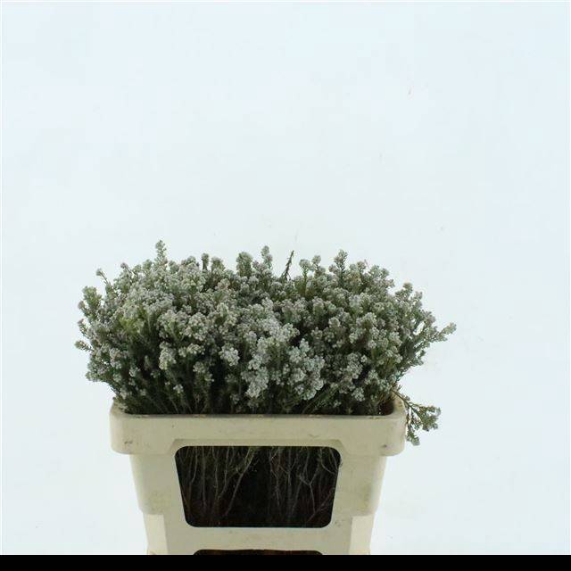<h4>PHYLICA PLUMOSA</h4>