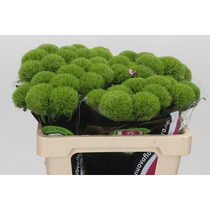 Dianthus Ba Gr Kiwi Mellow 