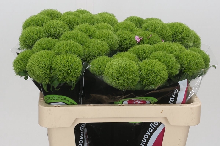 <h4>Dianthus Ba Gr Kiwi Mellow </h4>