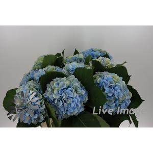 Hydrangea verena blue classic