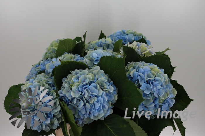 <h4>Hydrangea verena blue classic</h4>