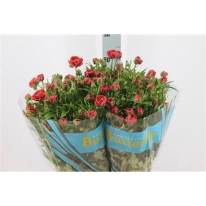 Ranunculus Butterfly Musa 70cm