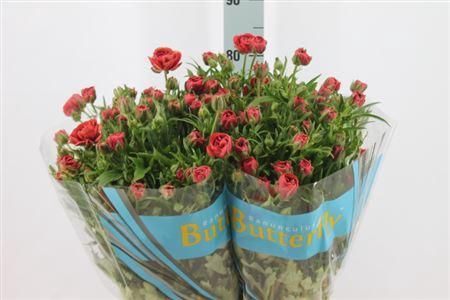 Ranunculus Butterfly Musa 70cm