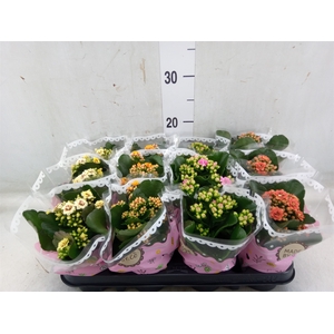 Kalanchoe blos.   ..mix