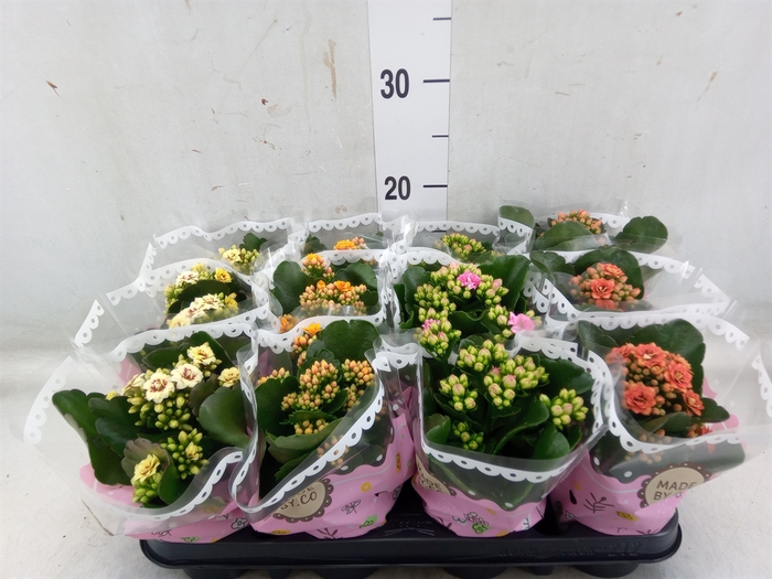 <h4>Kalanchoe blos.   ..mix</h4>