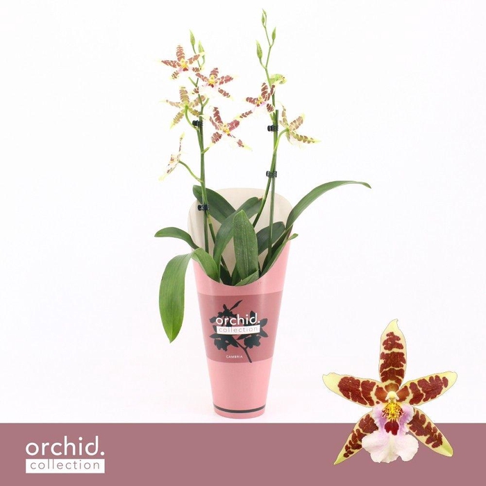 <h4>Cambria, White Renaissance 2-spike 'Orchid Collection' Potcover</h4>