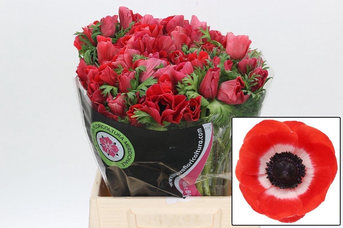 <h4>ANEM CO MIS + RED</h4>