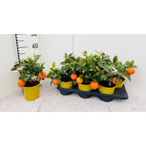 Citrus limetta Mandarine medi-stem (s2)
