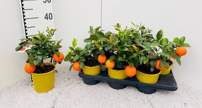 <h4>Citrus limetta Mandarine medi-stem (s2)</h4>