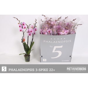 PHAL OV ROZE