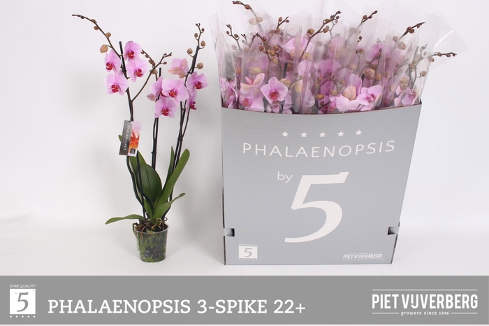 <h4>PHAL OV ROZE</h4>