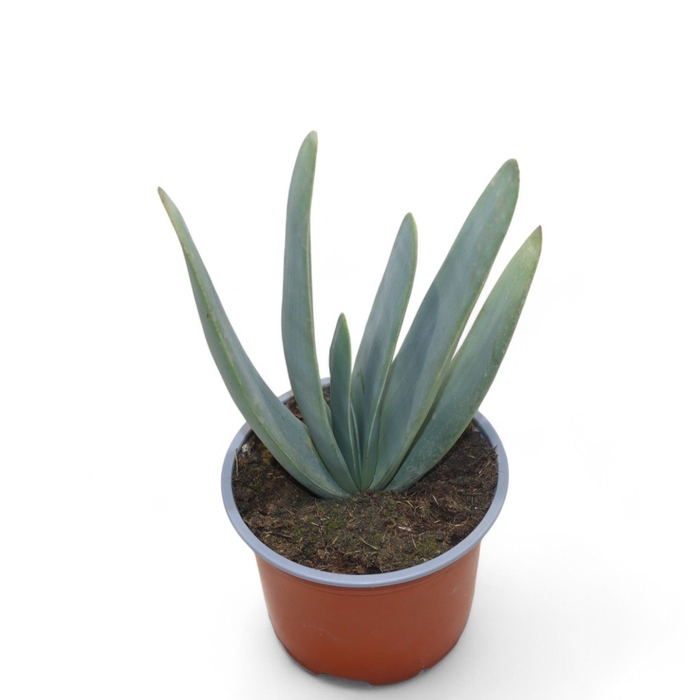 Aloe Digitoma