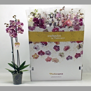 PHAL GEM 10 KL