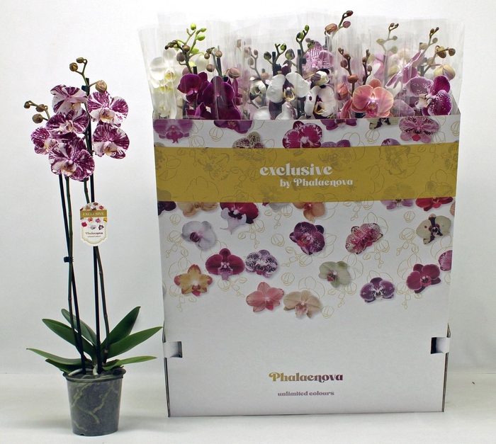 <h4>PHAL GEM 10 KL</h4>