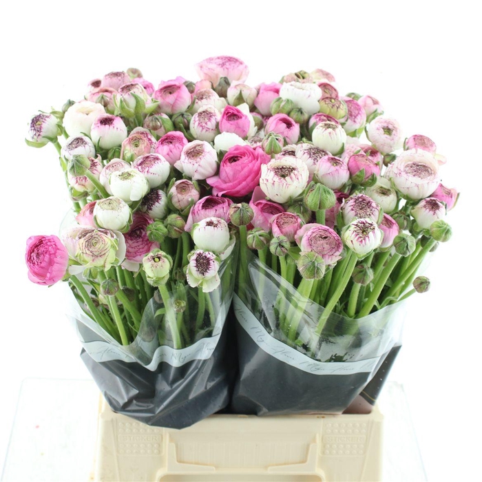 <h4>Ran El Cappucino Pink Extra</h4>