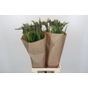 Freesia One XXL Pink