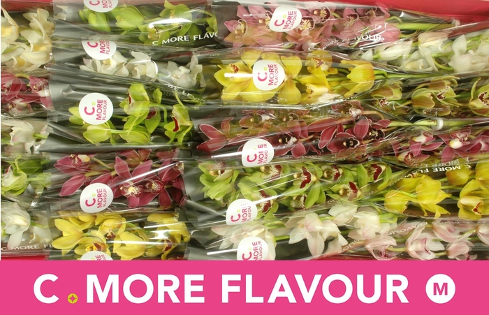 <h4>CYMB MI GEM</h4>