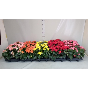 Begonia elat. DU   ...