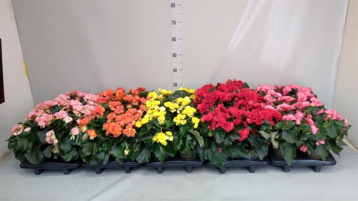 <h4>Begonia elat. DU   ...</h4>