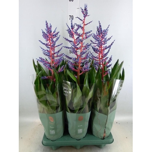 Aechmea  'Blue Rain'