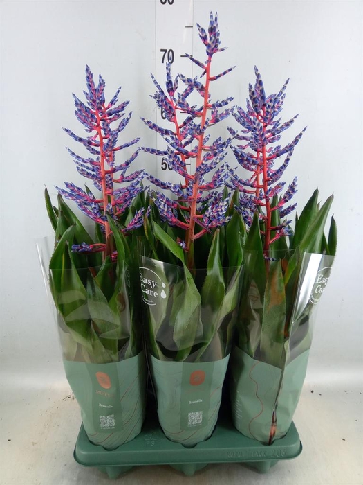 <h4>Aechmea  'Blue Rain'</h4>
