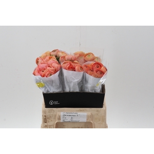 Ran Cloni Salmon Peach 40cm Ecu